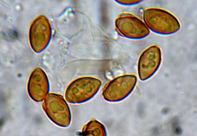 Galerina spec.  Cod.: 1915-07